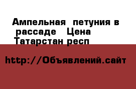 Ампельная  петуния в рассаде › Цена ­ 70 - Татарстан респ.  »    
